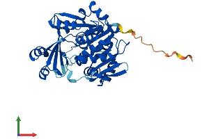 Protein Structure (PS) image for Adenosine Kinase (ADK) (AA 1-361) protein (His tag) (ABIN7556463)
