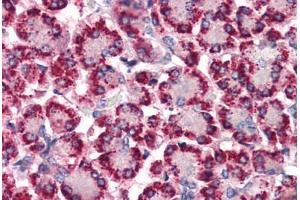 Anti-STEAP4 antibody  ABIN1049368 IHC staining of human pancreas. (STEAP4 抗体  (N-Term))