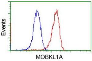 Flow cytometric Analysis of Jurkat cells, using anti-MOBKL1A antibody (ABIN2453312), (Red), compared to a nonspecific negative control antibody (TA50011), (Blue). (MOBKL1A 抗体)