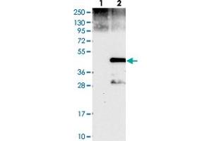 Western blot analysis of Lane 1: Negative control (vector only transfected HEK293T lysate), Lane 2: Over-expression Lysate (Co-expressed with a C-terminal myc-DDK tag (~3. (Cyclin J 抗体)