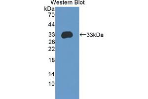 Western Blotting (WB) image for anti-Amyloid beta (A4) Precursor Protein-Binding, Family A, Member 3 (APBA3) (AA 261-506) antibody (ABIN5013122)