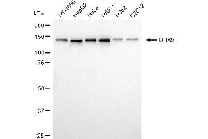 Western blotting analysis using DHX9 antibody (ABIN7800922). (Recombinant DExH-Box Helicase 9 抗体)