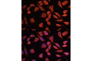 Immunofluorescence analysis of L929 cells using MRPL45 Rabbit pAb (ABIN6133218, ABIN6144020, ABIN6144021 and ABIN6217105) at dilution of 100 (40x lens). (MRPL45 抗体  (AA 57-306))