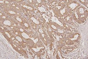 IHC analysis of TXN2 using anti-TXN2 antibody (ABIN7602150).