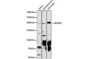 Western blot analysis of extracts of various cell lines, using KDM5B antibody (ABIN6293336) at 1:1000 dilution. (KDM5B 抗体)