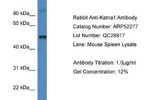 Western Blotting (WB) image for anti-Katanin P60 (ATPase Containing) Subunit A 1 (KATNA1) (C-Term) antibody (ABIN2784857) (KATNA1 抗体  (C-Term))