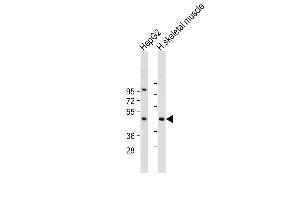 All lanes : Anti-AS Antibody (Center) at 1:2000 dilution Lane 1: HepG2 whole cell lysate Lane 2: Human skeletal muscle tissue lysate Lysates/proteins at 20 μg per lane. (CLMP 抗体  (AA 81-110))