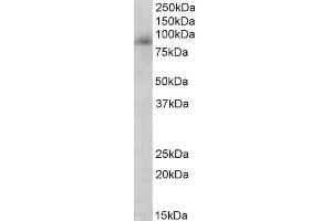 ABIN5539561 (0. (Myeloperoxidase 抗体  (Internal Region))