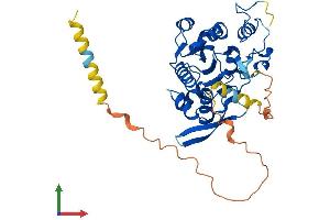 Protein Structure (PS) image for LFNG O-Fucosylpeptide 3-beta-N-Acetylglucosaminyltransferase (LFNG) (AA 1-378) protein (His tag) (ABIN7562238)