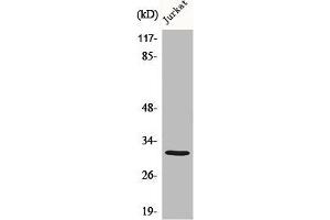 Western Blot analysis of various cells using C1QBP Polyclonal Antibody diluted at 1:1000 (C1QBP 抗体  (Internal Region))
