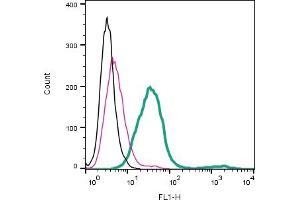 anti-G Protein-Coupled Receptor 183 (GPR183) (AA 18-31), (Extracellular) antibody (FITC)