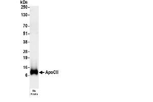 anti-Apolipoprotein C-II (APOC2) antibody (HRP)