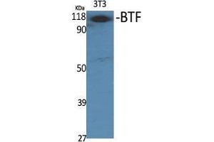 Western Blot (WB) analysis of specific cells using BTF Polyclonal Antibody. (BCLAF1 抗体  (Internal Region))