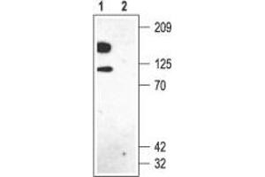 Western blot analysis of rat brain membranes: - 1.
