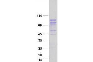 Argonaute 2 (AGO2) (Transcript Variant 2) protein (Myc-DYKDDDDK Tag)