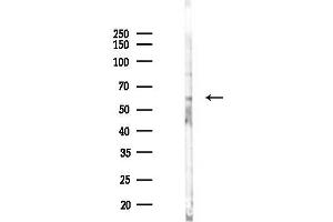 Western blot analysis of lysates from Mouse testis, using SLC6 Antibody at 1/1000 dilution.