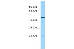WB Suggested Anti-TMED2 Antibody Titration: 1. (TMED2 抗体  (Middle Region))