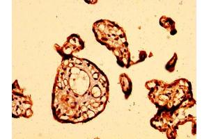 IHC image of ABIN7164493 diluted at 1:500 and staining in paraffin-embedded human placenta tissue performed on a Leica BondTM system.