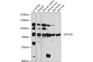 Western blot analysis of extracts of various cell lines, using ZNF143 antibody (ABIN7271457) at 1:1000 dilution. (ZNF143 抗体  (AA 437-638))
