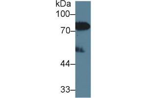 Western Blot; Sample: Human Serum; Primary Ab: 2µg/ml Rabbit Anti-Human LBP Antibody Second Ab: 0. (LBP 抗体  (AA 27-481))