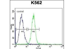 SPB4 Antibody (C-term) (ABIN655518 and ABIN2845033) flow cytometric analysis of K562 cells (right histogram) compared to a negative control cell (left histogram). (SERPINB4 抗体  (C-Term))