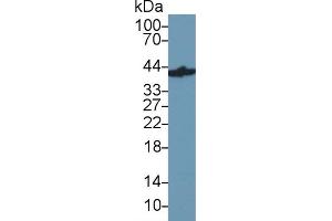 Western Blotting (WB) image for anti-Glyceraldehyde-3-Phosphate Dehydrogenase (GAPDH) (AA 2-148) antibody (ABIN7429394)