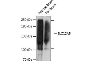 Western blot analysis of extracts of various cell lines, using SLC12 antibody (ABIN7270396) at 1:1000 dilution. (KCC2 抗体  (AA 945-1025))