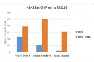 ChIP performed on HeLa cells with or without sodium butyrate treatment using recombinant H3K18ac antibody (5ug). (Recombinant Histone 3 抗体  (acLys18))