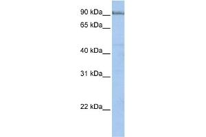 WB Suggested Anti-PCDHA5 Antibody Titration:  0. (PCDHA5 抗体  (N-Term))