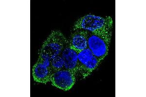 Confocal immunofluorescent analysis of COL8A2 Antibody (C-term) (ABIN655804 and ABIN2845231) with HepG2 cell followed by Alexa Fluor 488-conjugated goat anti-rabbit lgG (green). (COL8a2 抗体  (C-Term))