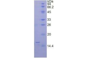 SDS-PAGE analysis of Rat BMP6 Protein. (BMP6 蛋白)