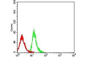 Flow cytometric analysis of MOLT4 cells using CD239 mouse mAb (green) and negative control (red). (BCAM 抗体  (AA 32-197))
