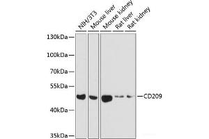 Western blot analysis of extracts of various cell lines using CD209 Polyclonal Antibody at dilution of 1:1000. (DC-SIGN/CD209 抗体)
