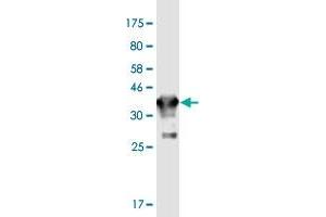 Western Blot detection against Immunogen (36. (GJD2 抗体  (AA 99-197))