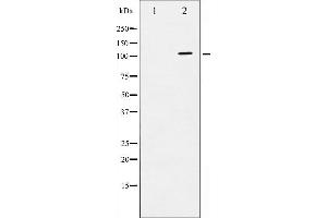 Western blot analysis of ATPase phosphorylation expression in PMA treated 293 whole cell lysates,The lane on the left is treated with the antigen-specific peptide. (ATP1A1 抗体  (pSer16))