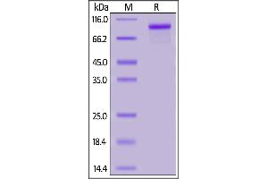 SDS-PAGE (SDS) image for Receptor Tyrosine-Protein Kinase ErbB-3 (ERBB3) (AA 20-641) (Active) protein (His tag) (ABIN7013406)