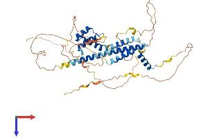 PKNOX2 Protein (AA 1-472) (His tag)
