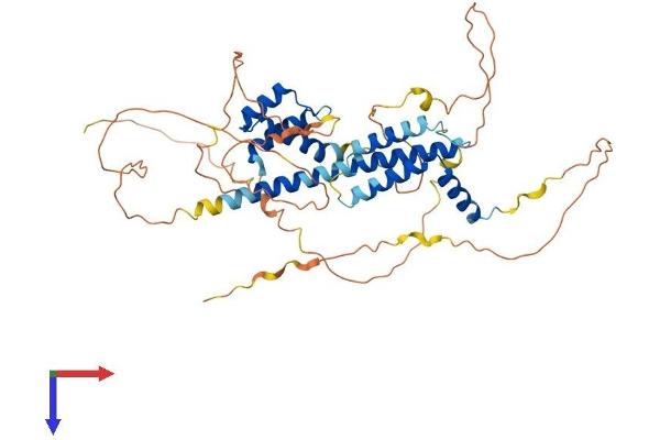 PKNOX2 Protein (AA 1-472) (His tag)