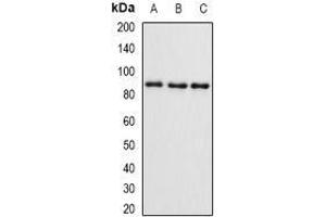 Western Blotting (WB) image for anti-SET and MYND Domain Containing 4 (SMYD4) (AA 1-260) antibody (ABIN6004721) (SMYD4 抗体  (AA 1-260))