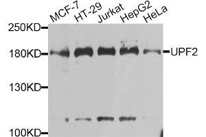 Western blot analysis of extracts of various cell lines, using UPF2 antibody. (RENT2/UPF2 抗体)