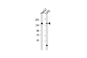 Western Blot at 1:2000 dilution Lane 1: HepG2 whole cell lysate Lane 2: T47D whole cell lysate Lysates/proteins at 20 ug per lane. (GLG1 抗体  (C-Term))