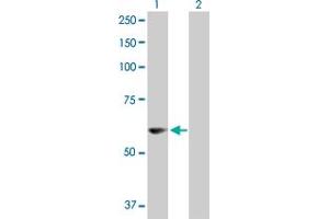 Western Blot analysis of PDZD3 expression in transfected 293T cell line by PDZD3 MaxPab polyclonal antibody. (PDZD3 抗体  (AA 1-491))