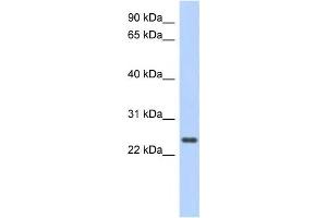 Western Blotting (WB) image for anti-Coiled-Coil Domain Containing 70 (CCDC70) antibody (ABIN2459717) (CCDC70 抗体)