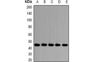 Western blot analysis of PSMD13 expression in HepG2 (A), Jurkat (B), SW620 (C), mouse testis (D), rat lung (E) whole cell lysates. (PSMD13 抗体)