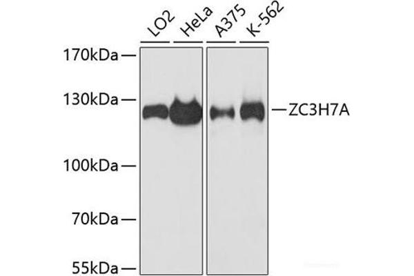ZC3H7A 抗体