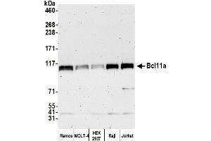 Western Blotting (WB) image for anti-B-Cell CLL/lymphoma 11A (Zinc Finger Protein) (BCL11A) (C-Term) antibody (ABIN7449871) (BCL11A 抗体  (C-Term))