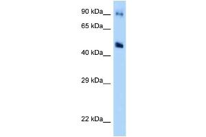 WB Suggested Anti-GDA Antibody Titration: 1. (GDA 抗体  (Middle Region))