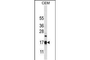 Western blot analysis in CEM cell line lysates (35ug/lane). (MRPS12 抗体  (AA 28-59))