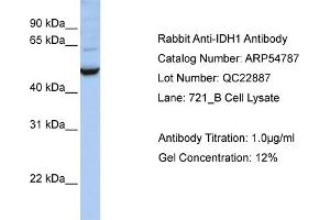 Western Blotting (WB) image for anti-Isocitrate Dehydrogenase 1 (NADP+), Soluble (IDH1) (C-Term) antibody (ABIN406430) (IDH1 抗体  (C-Term))