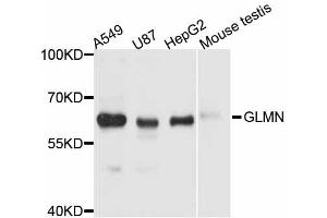 Western blot analysis of extracts of various cell lines, using GLMN antibody (ABIN6291150) at 1:3000 dilution.